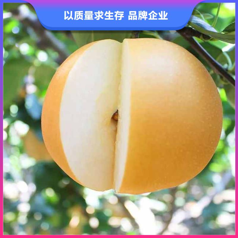 温州秋月梨种植苗价格