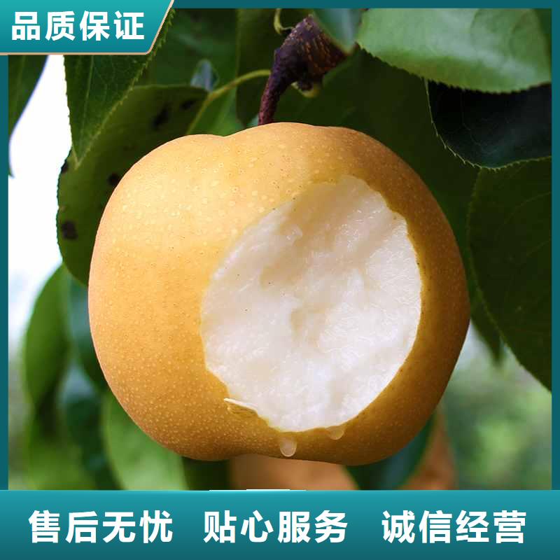 深圳秋月梨苗哪里的品种纯