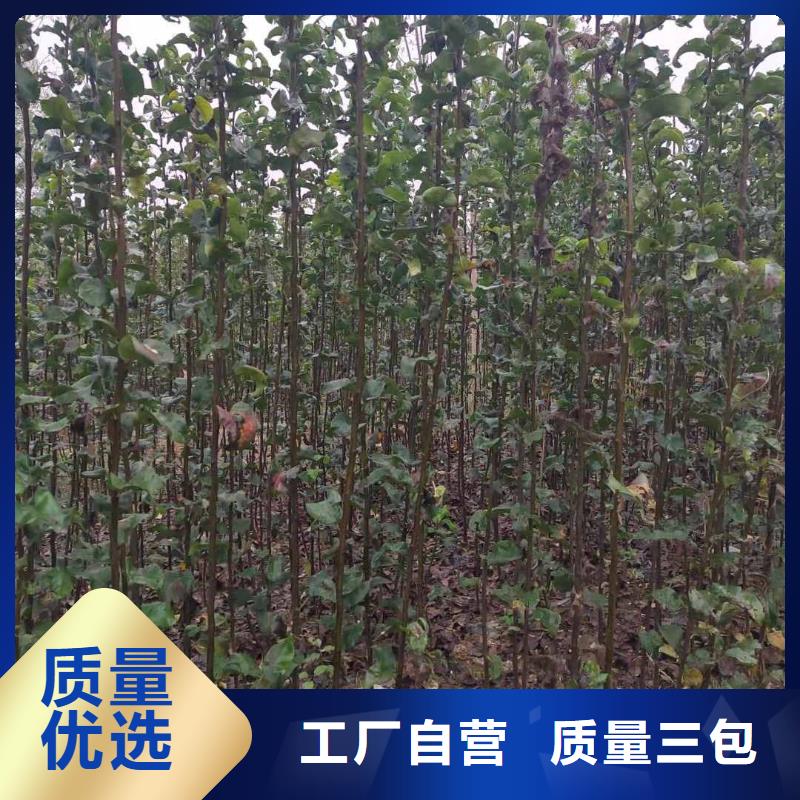 荆州秋月梨树苗原产地