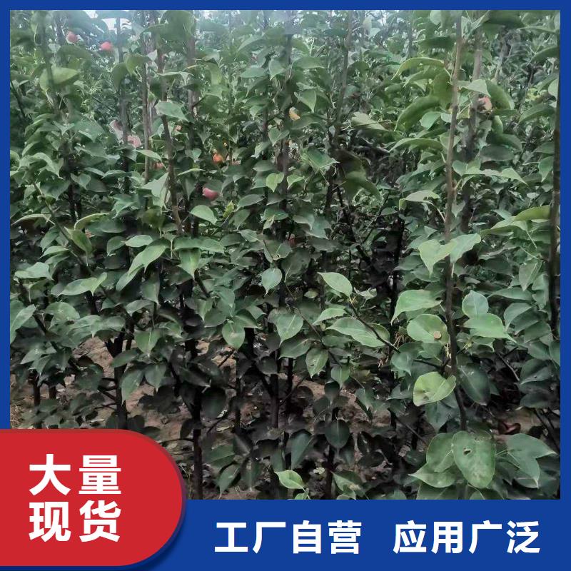 广州秋月梨种植苗种植方法