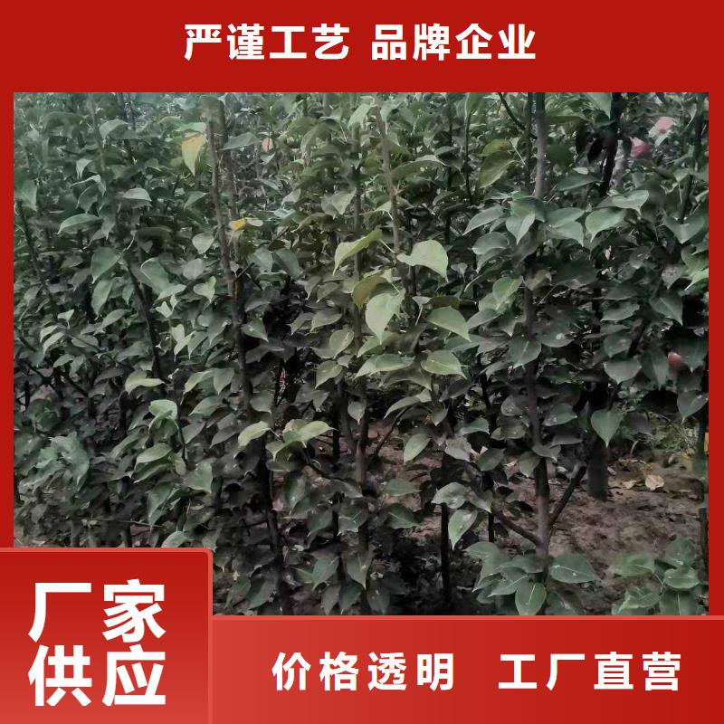 湘潭秋月梨种植苗种植方法及时间