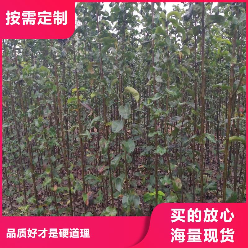 宿州秋月梨树苗种植方法