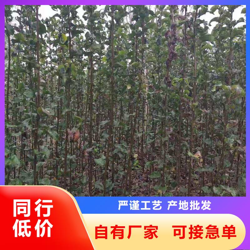 滁州秋月梨种植苗种植基地