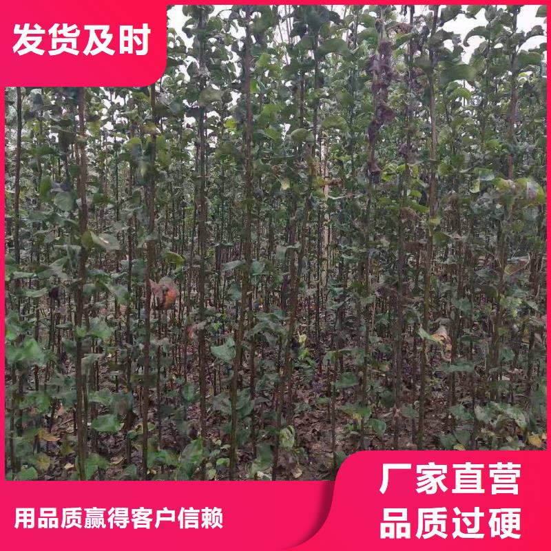 潍坊秋月梨种植苗一亩地种植利润