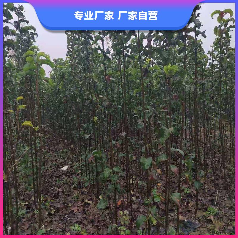 亳州秋月梨种植苗高产品种