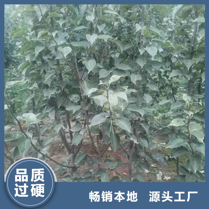 黄冈秋月梨苗种植方法