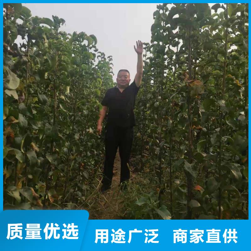 亳州秋月梨树苗生产基地