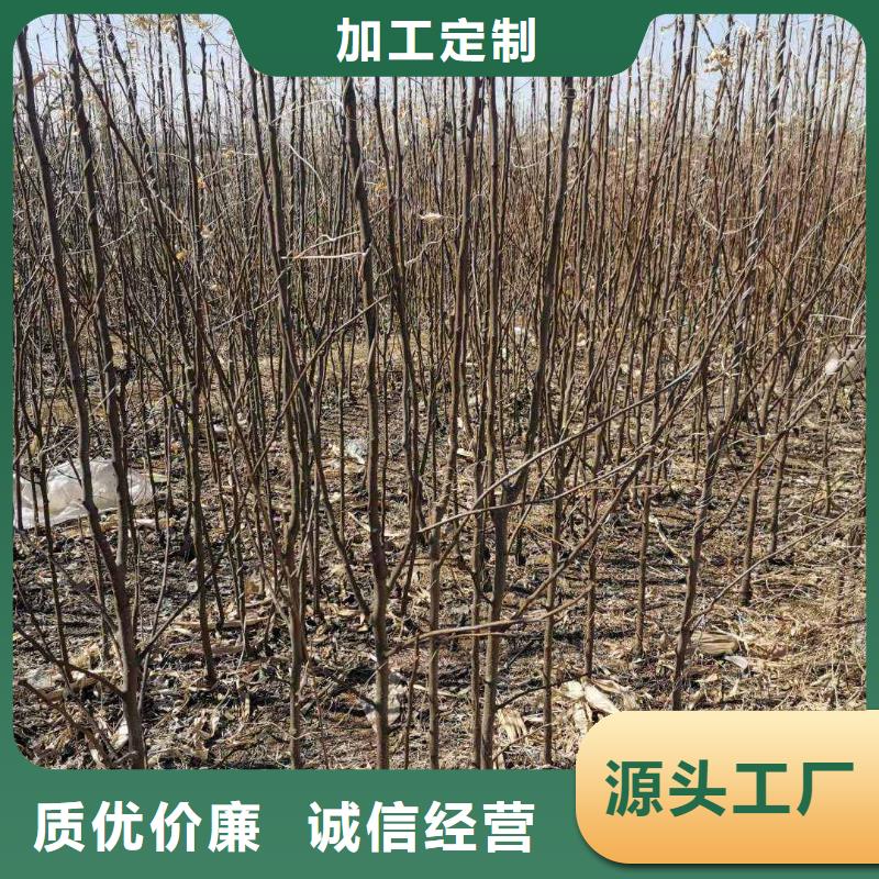 杭州秋月梨种植苗哪里的便宜根据要求定制