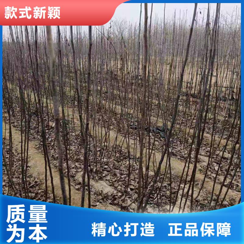亳州秋月梨种植苗哪里的便宜