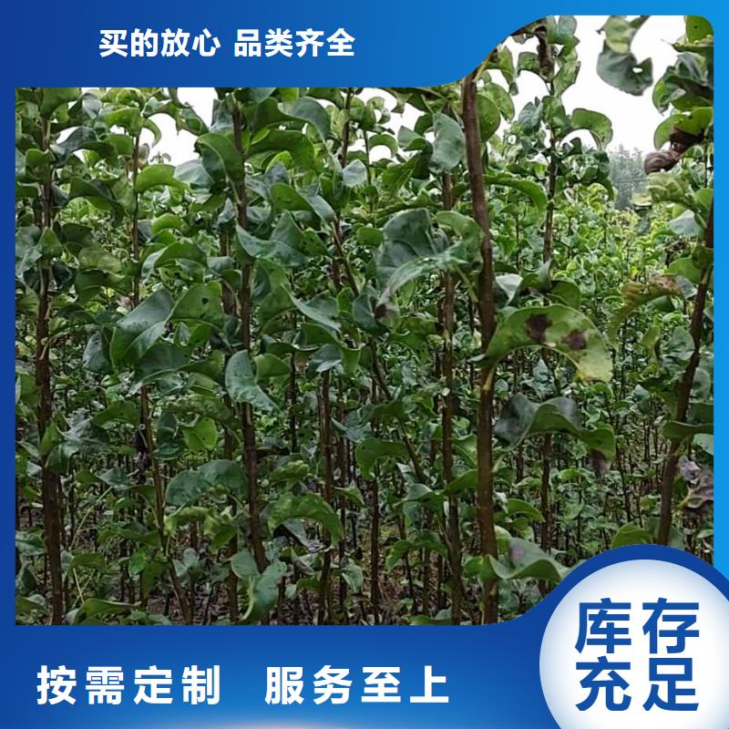 新疆秋月梨种植苗质优价廉