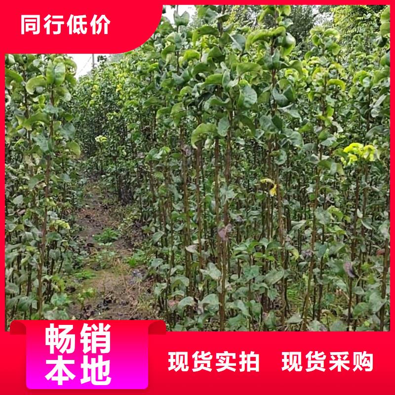 广州秋月梨种植苗哪里有卖的