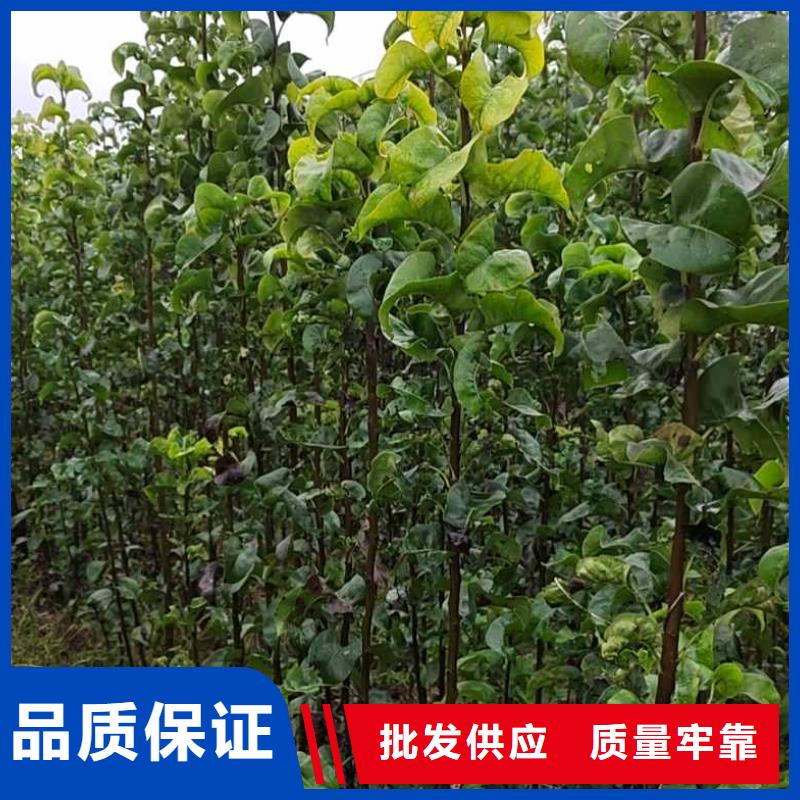 安徽秋月梨种植苗产地价格