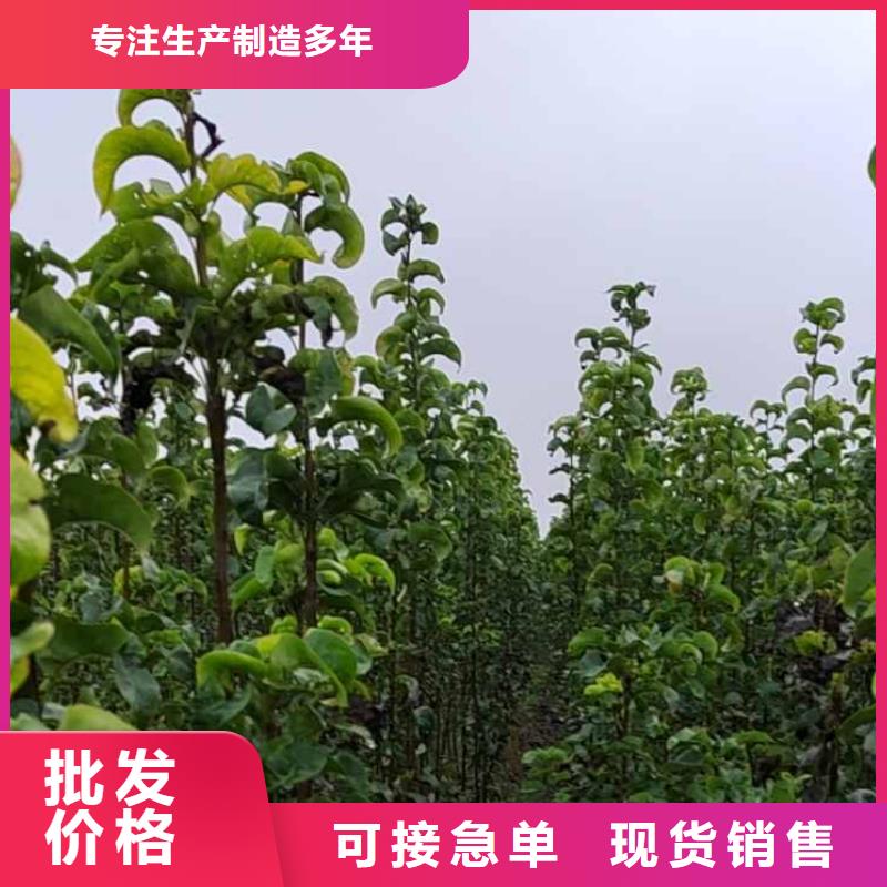 深圳秋月梨树苗一颗多少钱