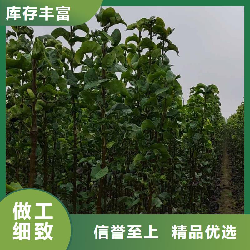 南京秋月梨种植苗种植方法及时间