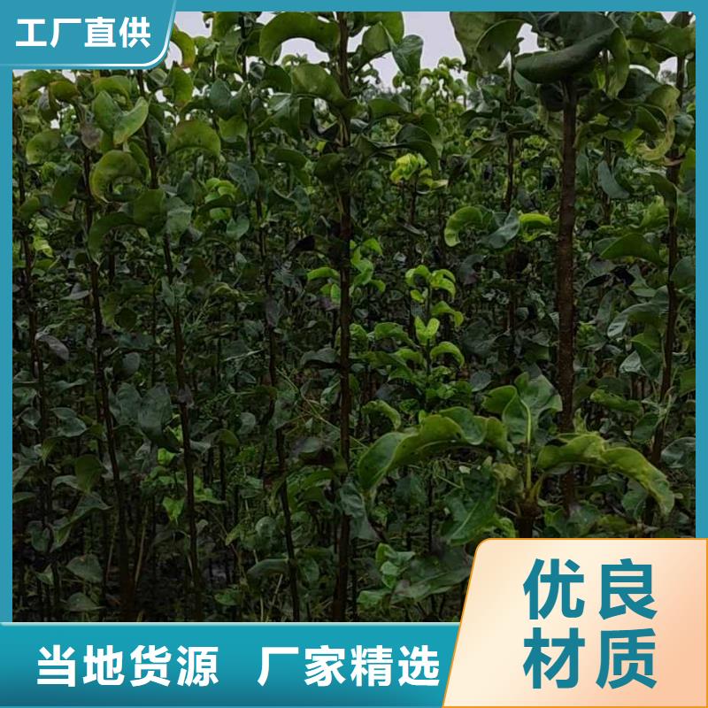 滁州秋月梨树苗种植技术