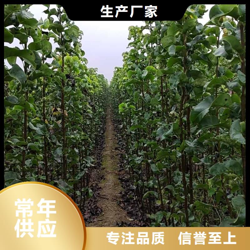 赤峰秋月梨种植苗成活率高