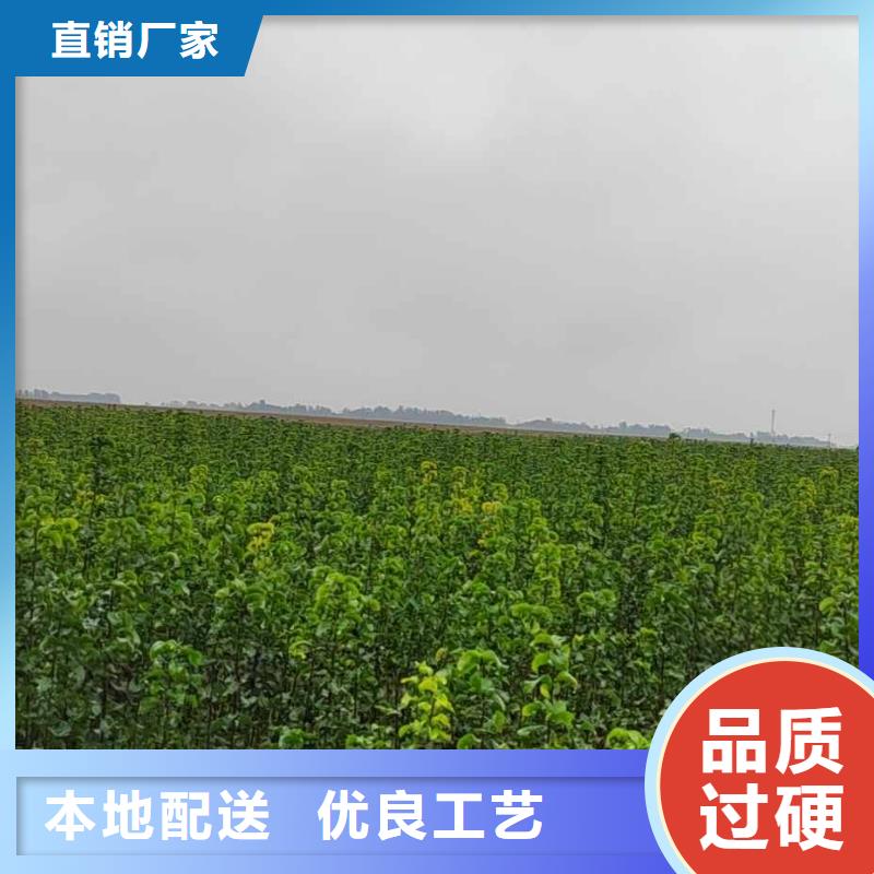 滁州秋月梨种植苗品种介绍