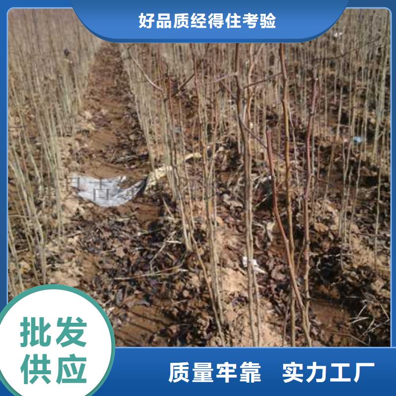 文山杜梨树苗2020品种