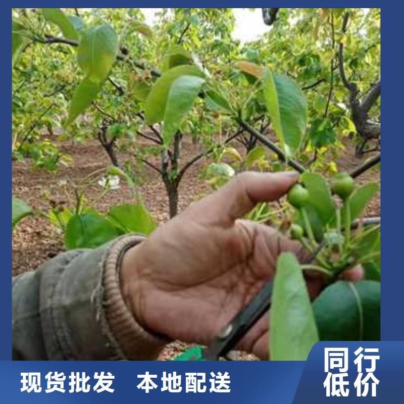天津杜梨树苗种植时间