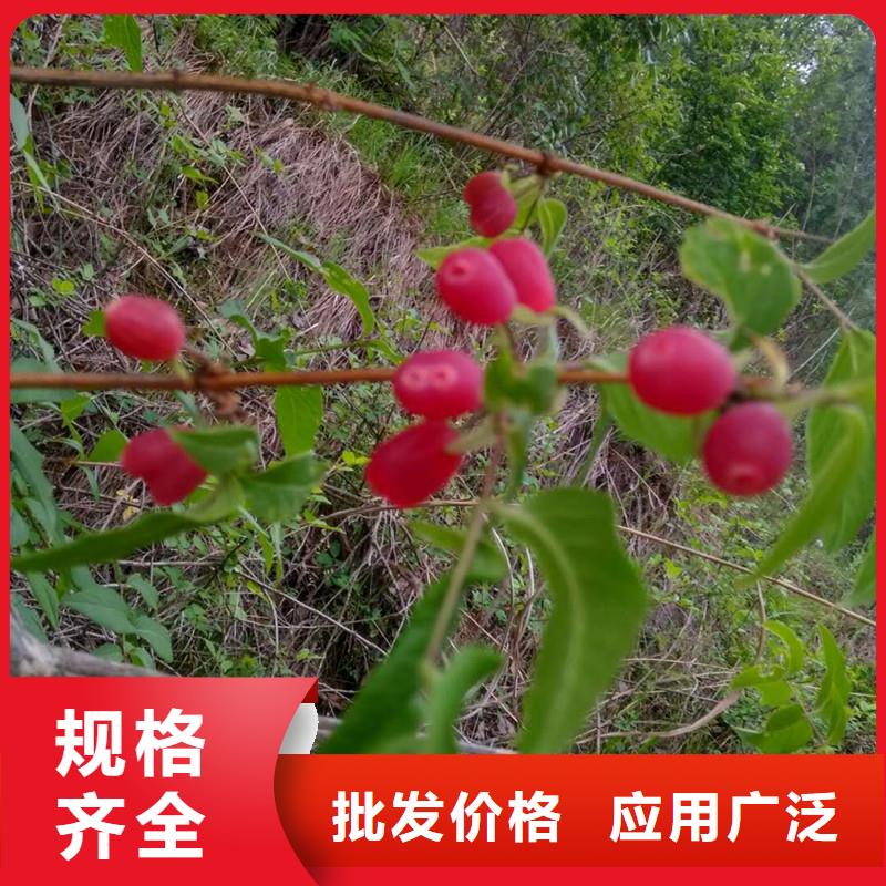 荆州健身果苗适合种植地区