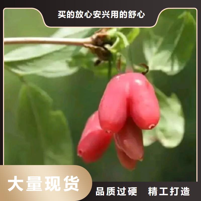 爱情果苗桂林种植技术