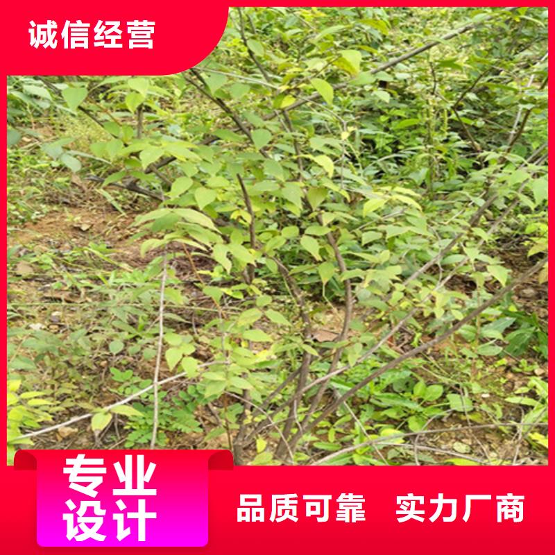 萍乡健身果苗一亩地栽多少棵