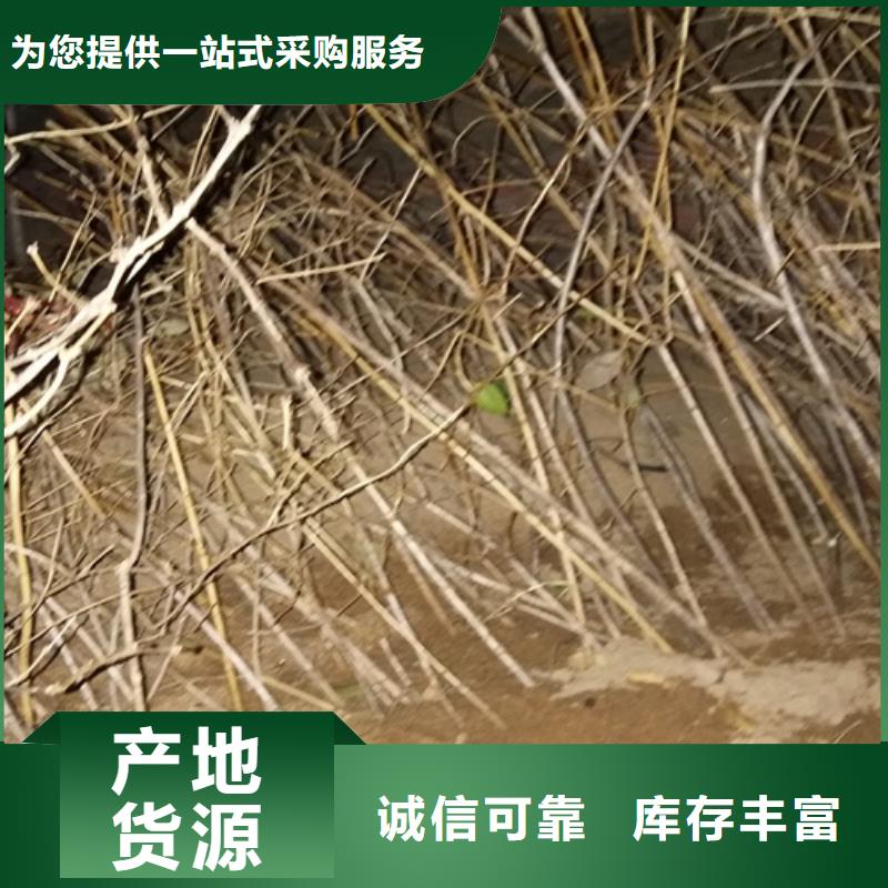 丹东杈杷果树苗种植基地