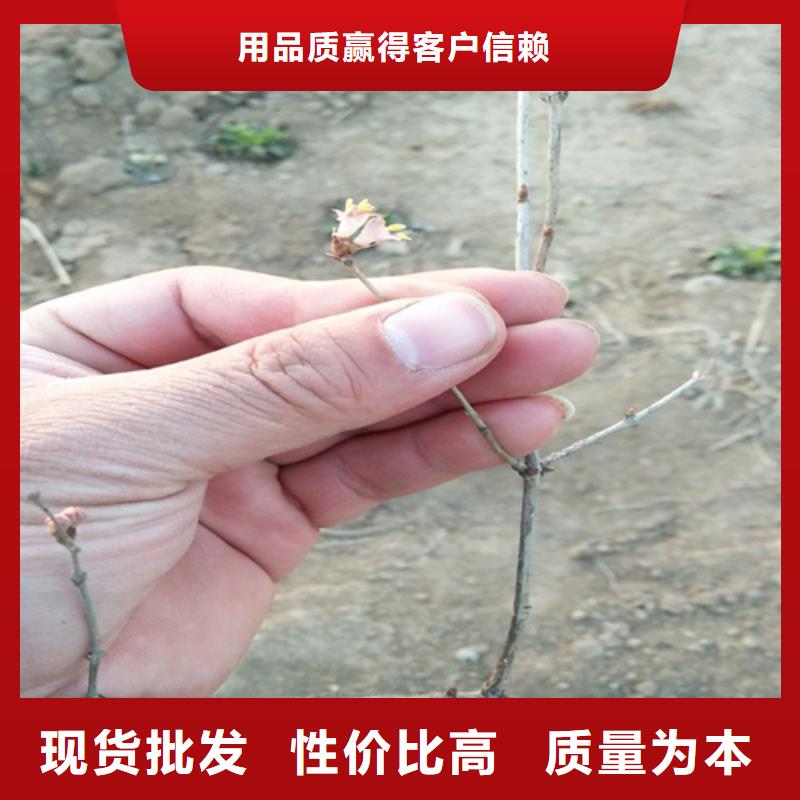 广安杈杷果树苗一亩地栽多少棵