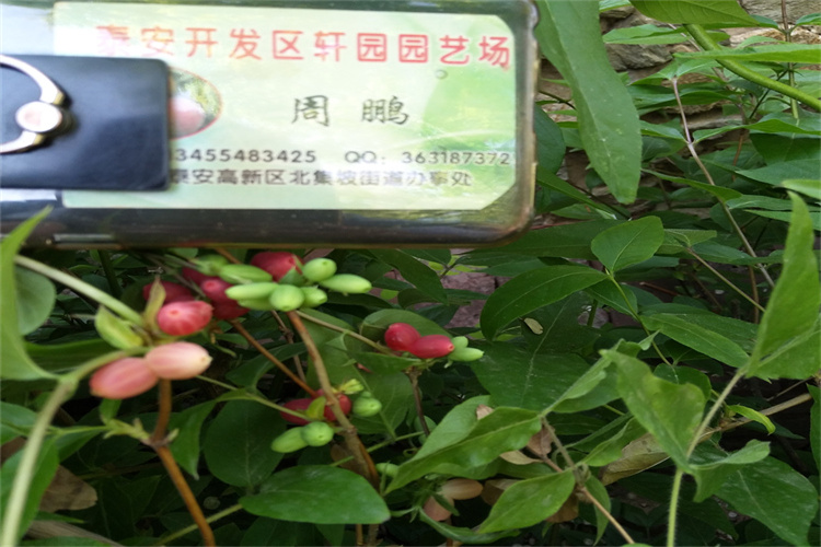 萍乡杈杷果苗一亩地栽多少棵