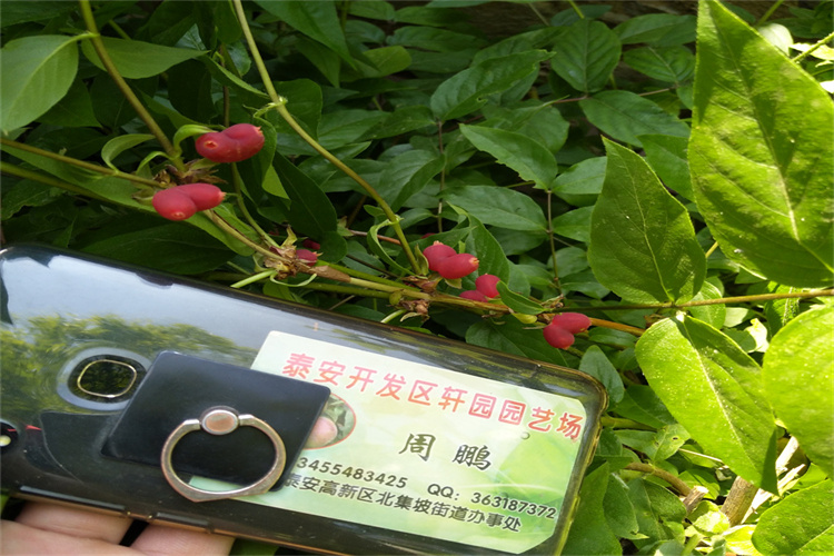 荆州杈杷果苗产量多少