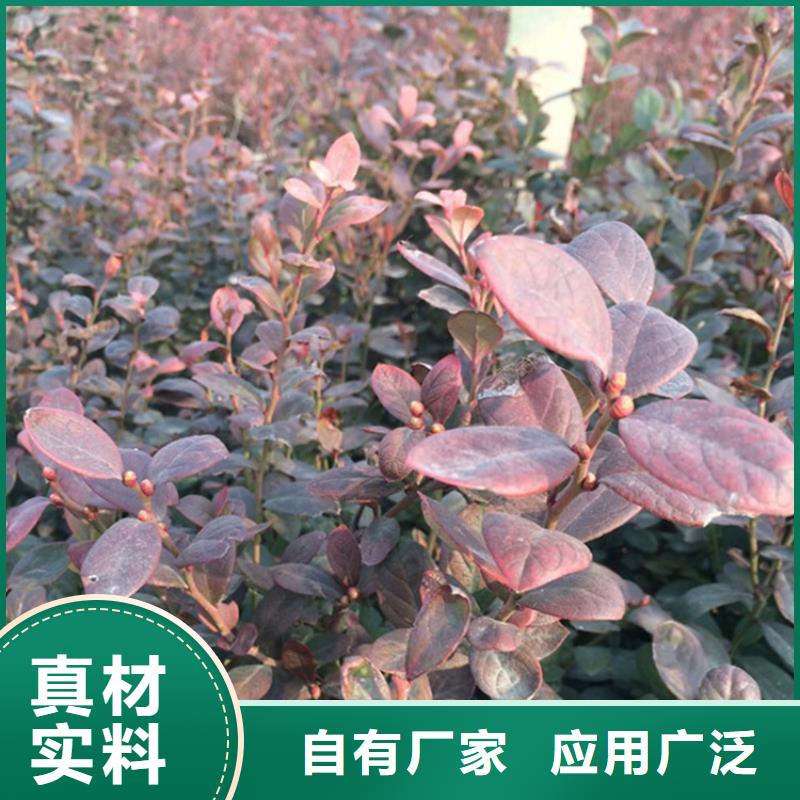 云雀蓝莓苗种植基地广州