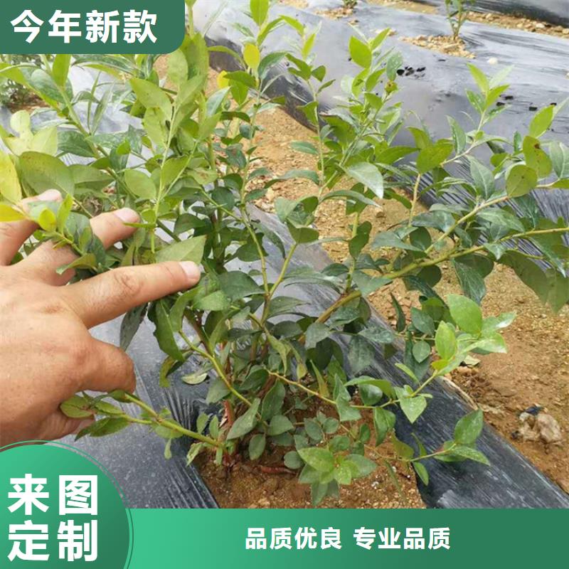 组培蓝莓苗种植基地南昌