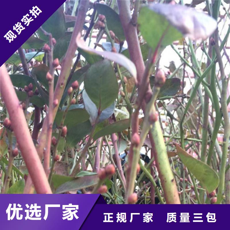瑞卡蓝莓苗种植管理技术源头实体厂商