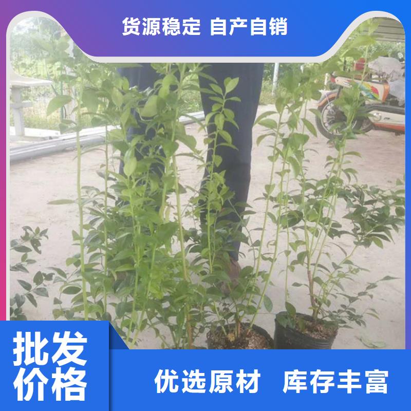 组培蓝莓苗大棚种植南京