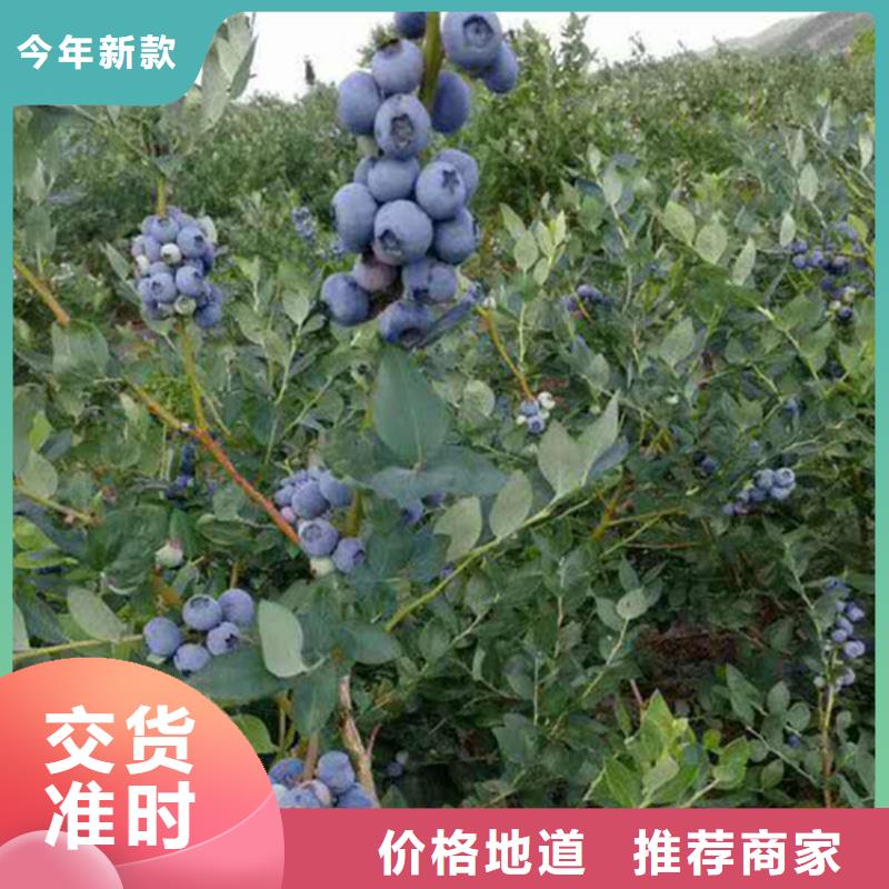 蓝莓苗现挖苗现发货苏州