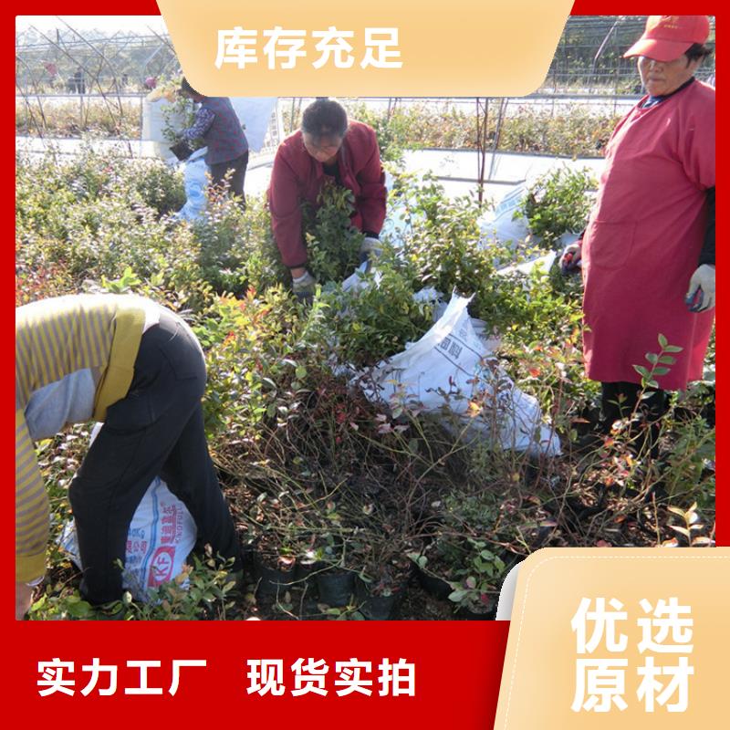 营养钵蓝莓苗种植管理本地生产厂家