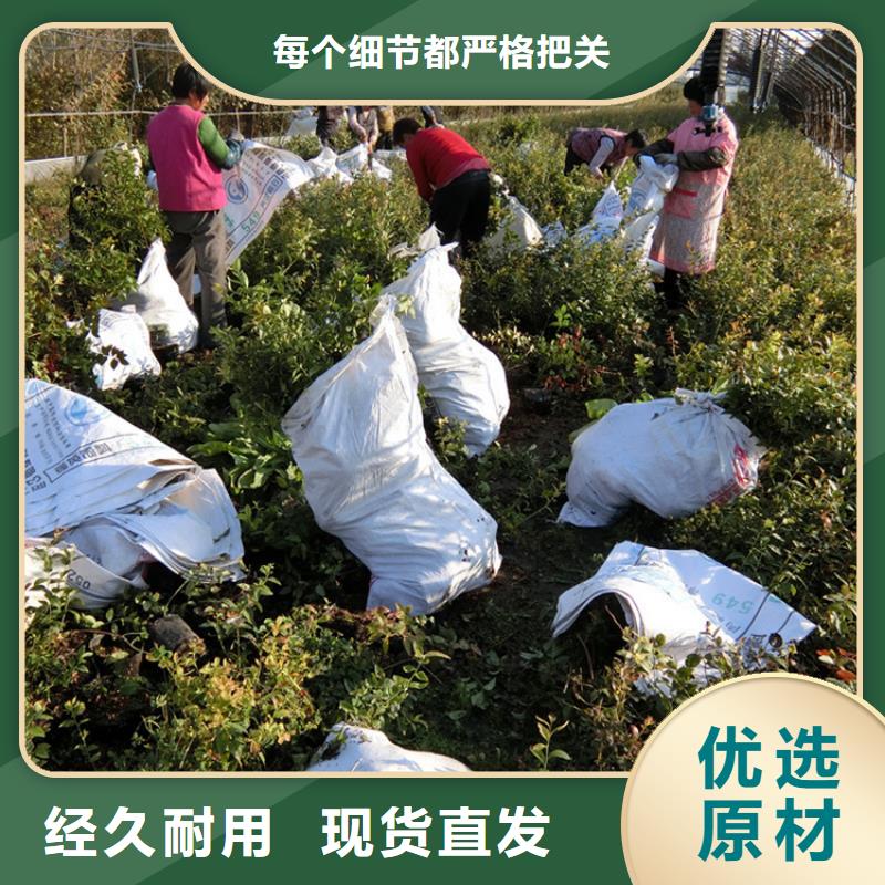 组培蓝莓苗一亩地栽多少棵九江
