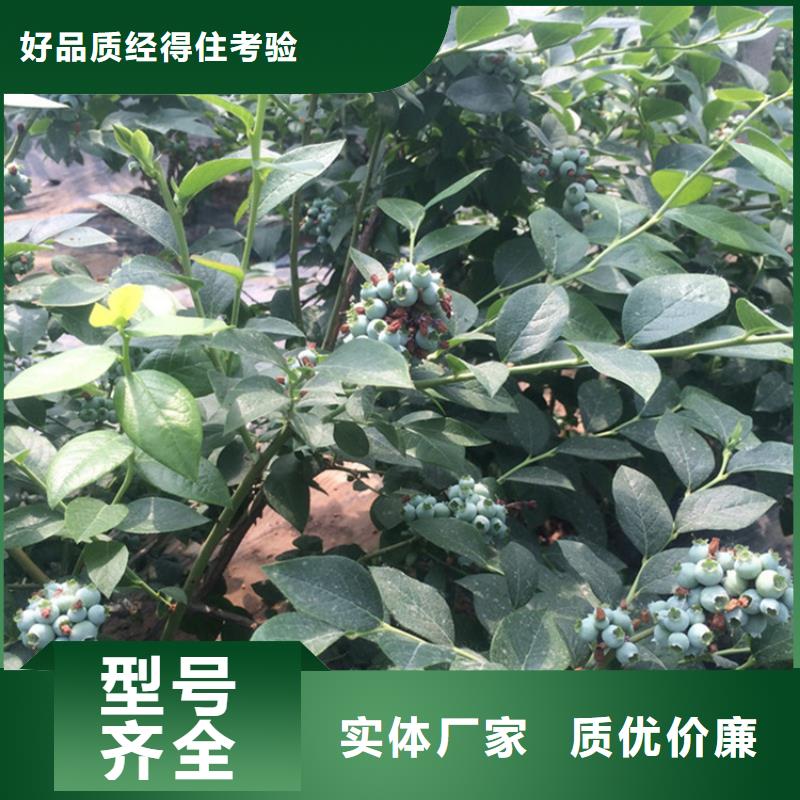 H蓝莓苗价格实惠锦州