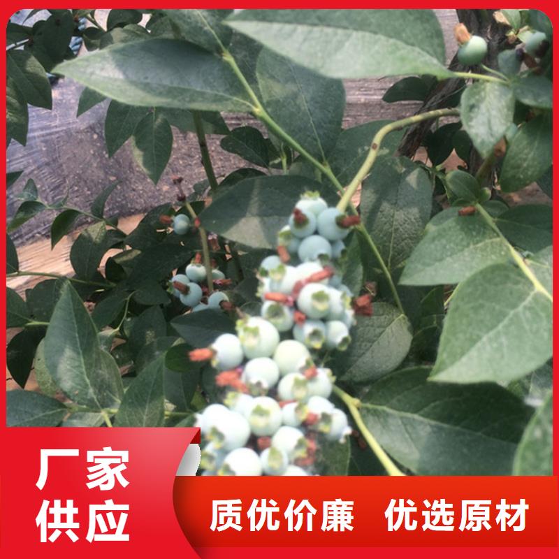 结果蓝莓树采摘园九江