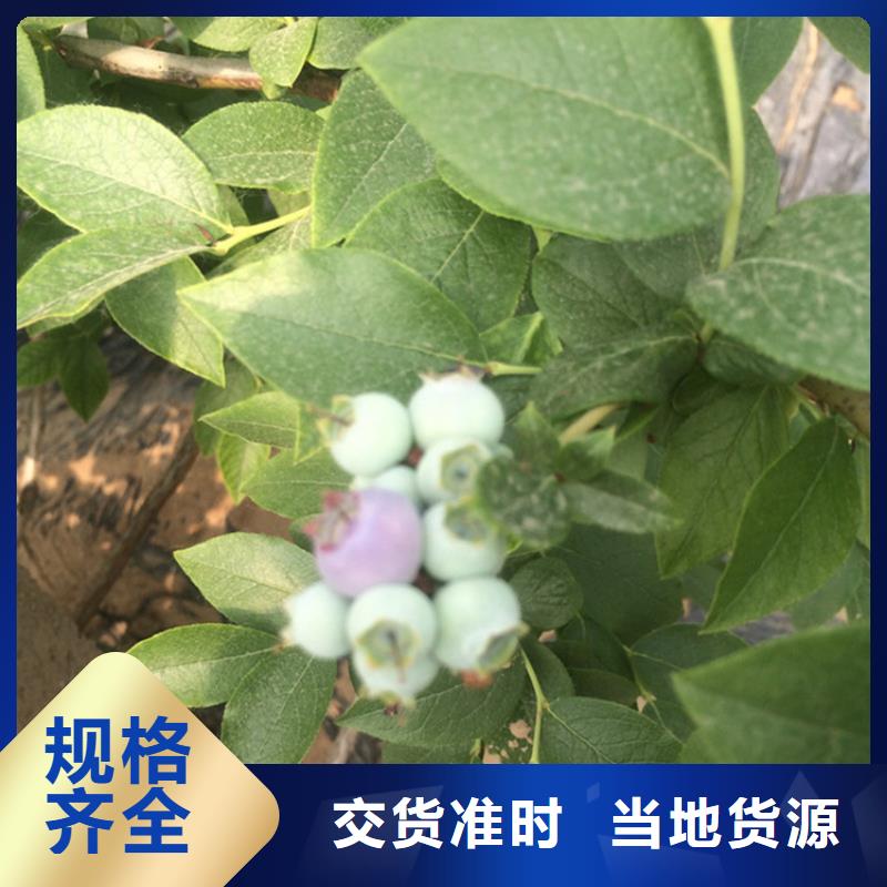 蓝莓苗当年结果树十堰