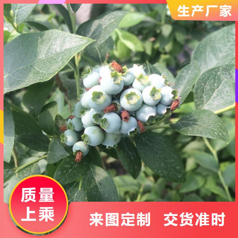 L蓝莓苗产品介绍莆田