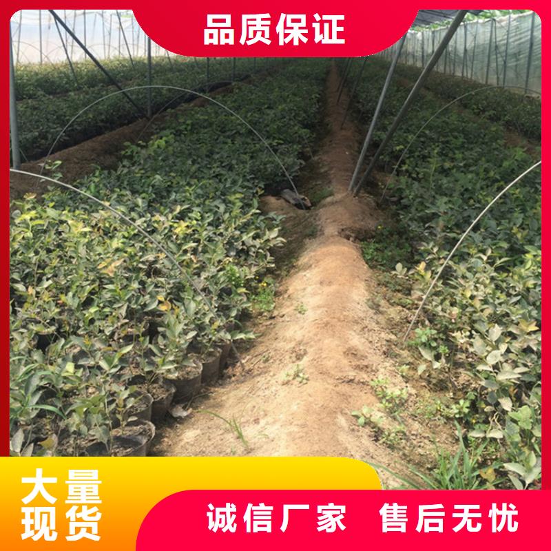 蓝莓苗新奇品种南京