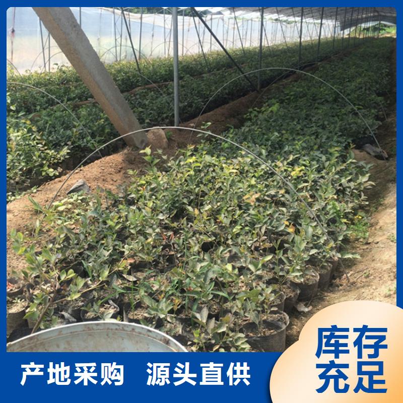 H5蓝莓苗种植管理技术经销商