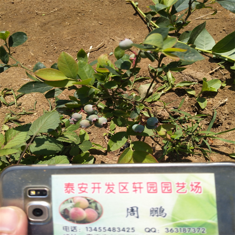 L蓝莓苗种植基地货品齐全