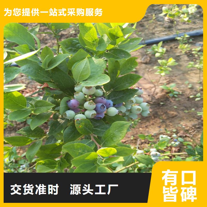 结果蓝莓树露天种植厂家直销供货稳定