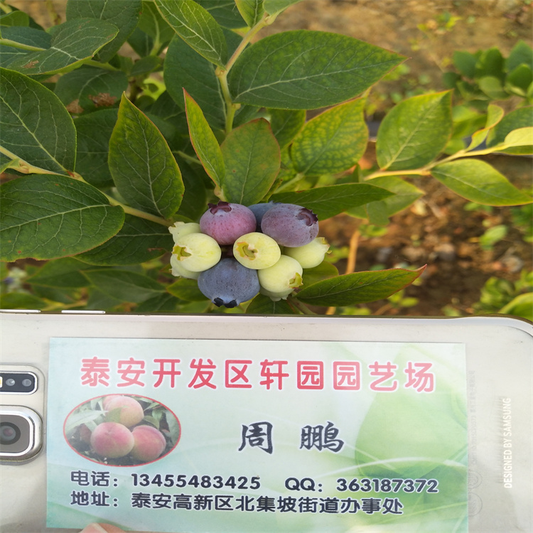 组培蓝莓苗育苗基地襄樊