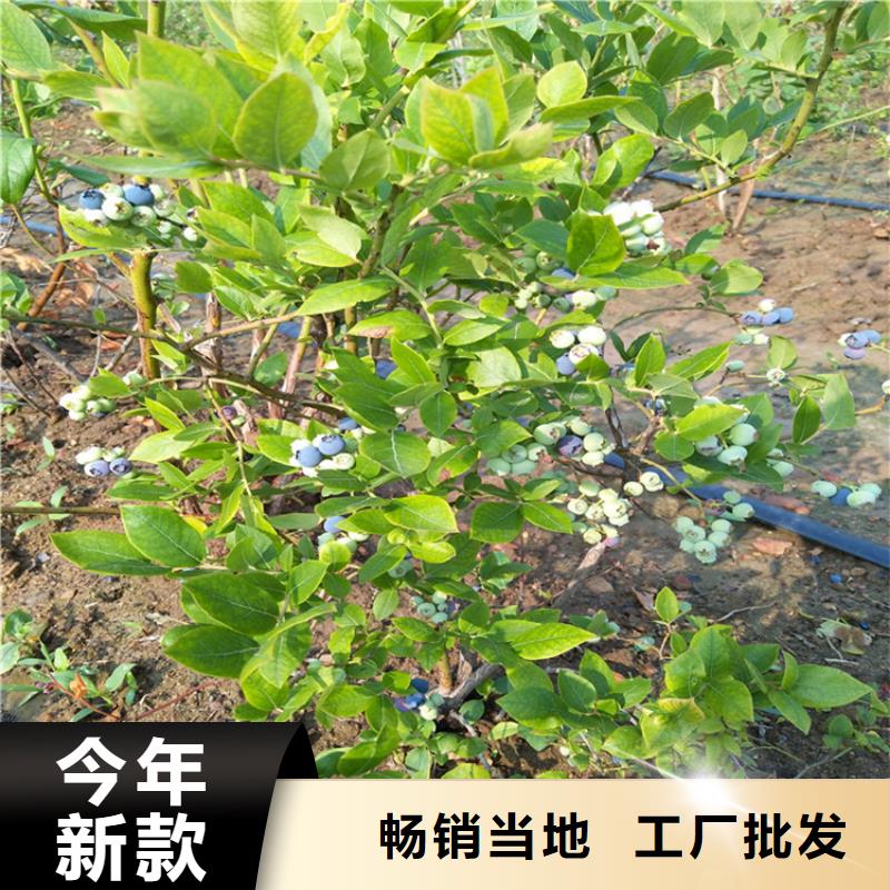 钱德勒蓝莓苗种植管理质量为本