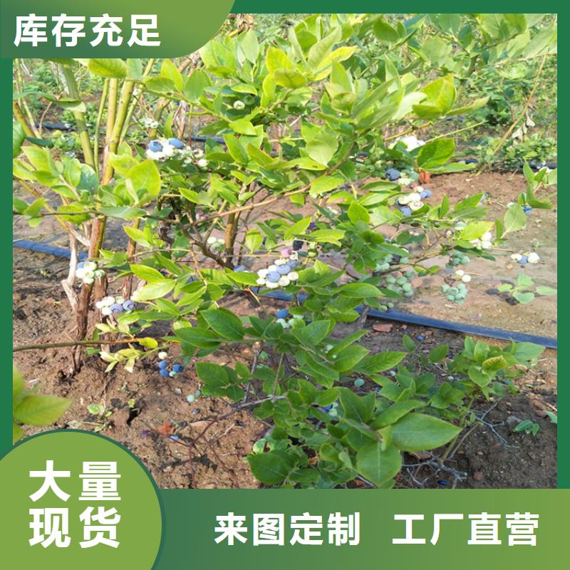 组培蓝莓苗大棚种植赣州