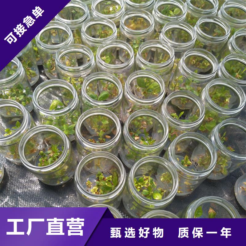 组培蓝莓苗育苗基地南京
