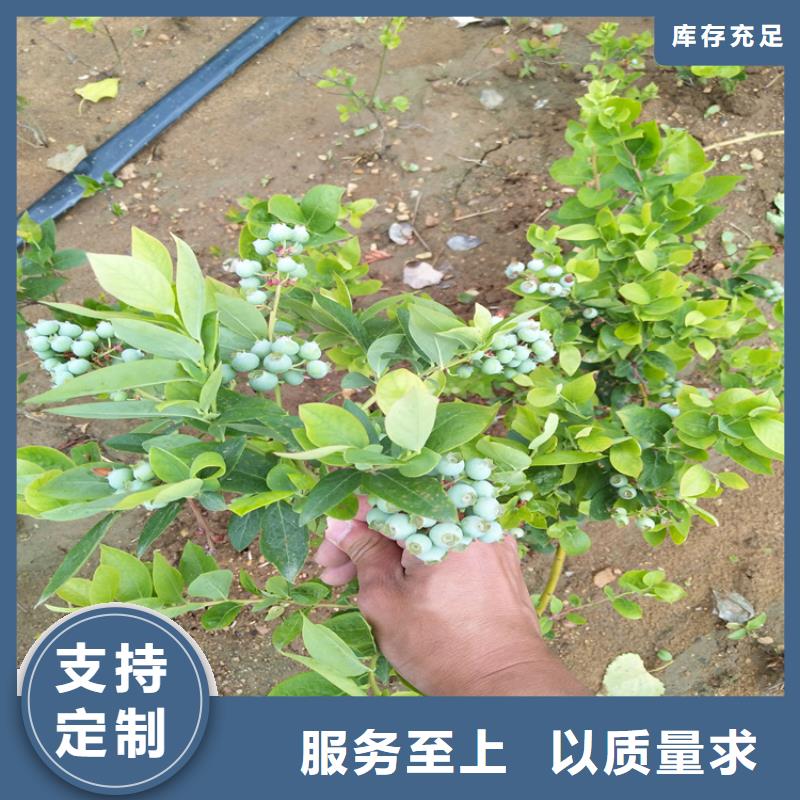 杜克蓝莓苗种植基地盘锦